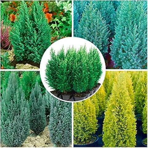 4X 9cm Pots Dwarf Conifer Conical Collection Blue, Gold, Green Mixed Varieties Cover