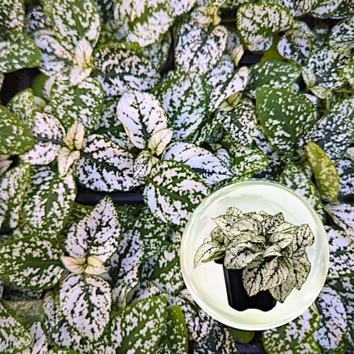 Polka Dot Plant (4-Pack) - Live Houseplants, Small Indoor Plants, Hypoestes White- Colorful, Air-Purifying House Plants