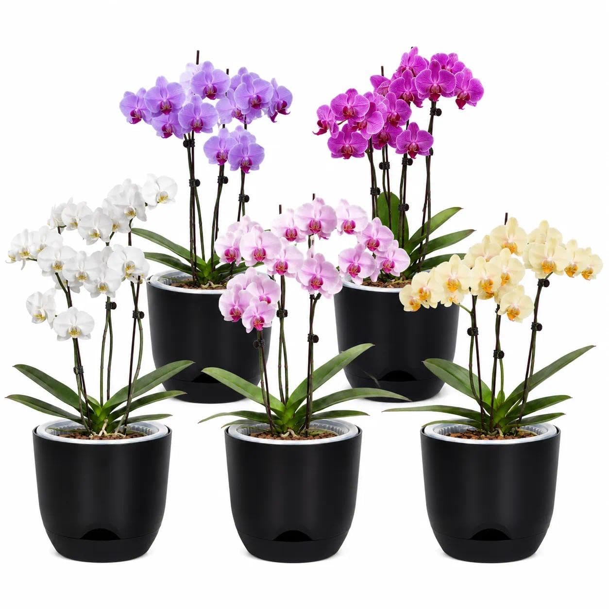 QCQHDU 7.2Inch Orchid Pots with Holes for Repotting, Double-Layer Plastic Self Watering Flower Pots for Indoor Plants with Drainage Holes, Clear Orchid Pot Match Decorative Orchid Container, 5 Packs โ image 1