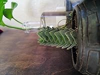 Review Image by Hamza E.