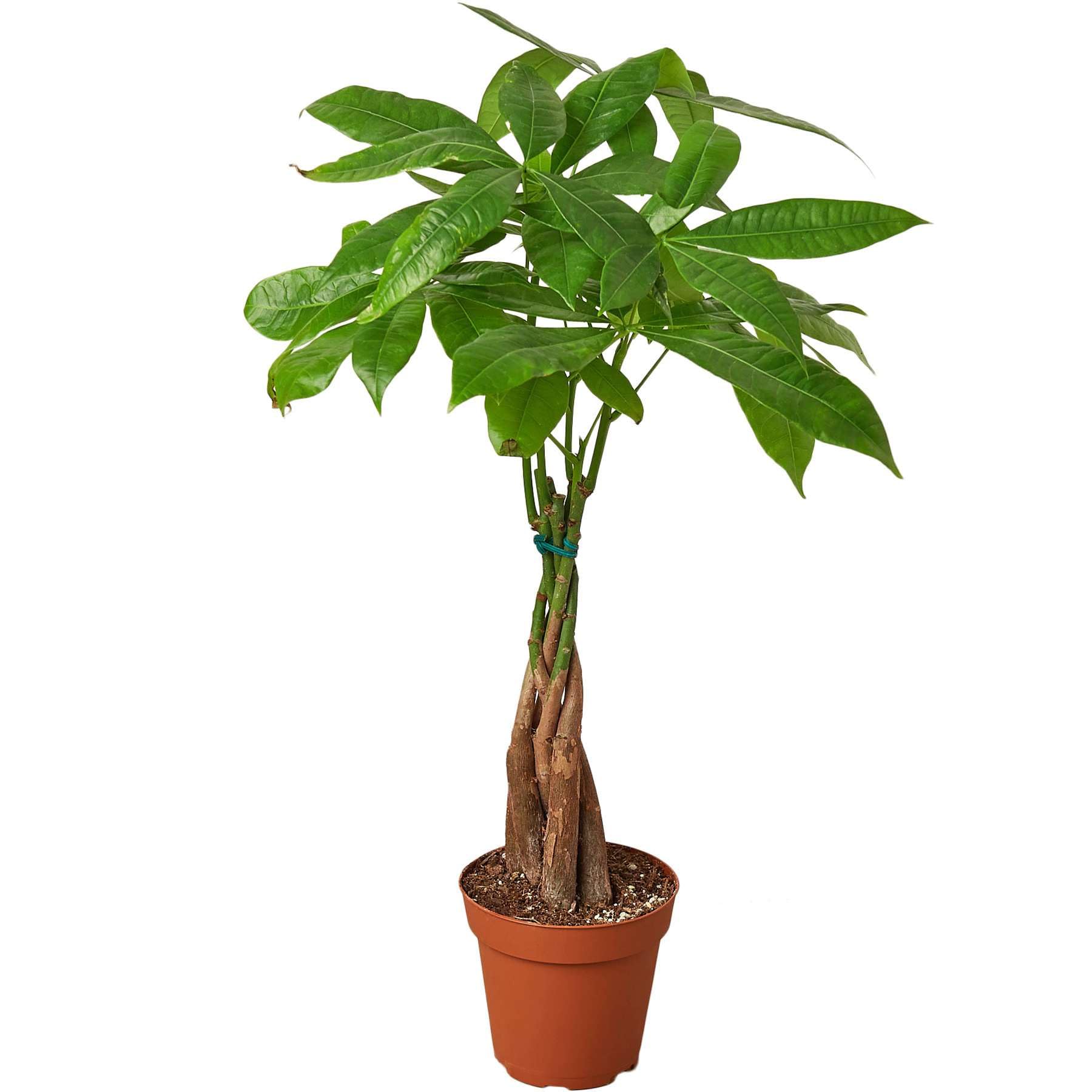 Amazon.com: rbol del dinero "Castao de Guiana" Pachira trenzado, planta  viva para interiores | Diferentes plantas de casa en maceta de 4" y 6" |  Planta de casa real para sala de