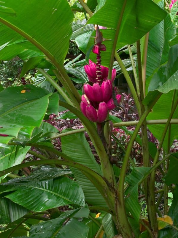 Pink colour banana (musa velutina) plant/outdoor plant/organic - Healthy plant (4 to 6 Ft) Pack of 1 (B0D5D5HP8X) Amazon Price History, Amazon Price Tracker