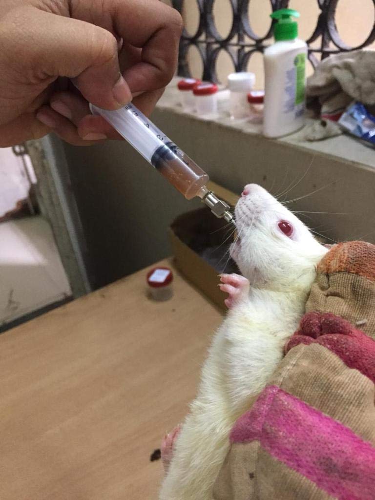 Buy Cannuala Needle 18g Oral gavage Feeding Reusable Steel Tube Curved/Bent Ball Tip for Rat