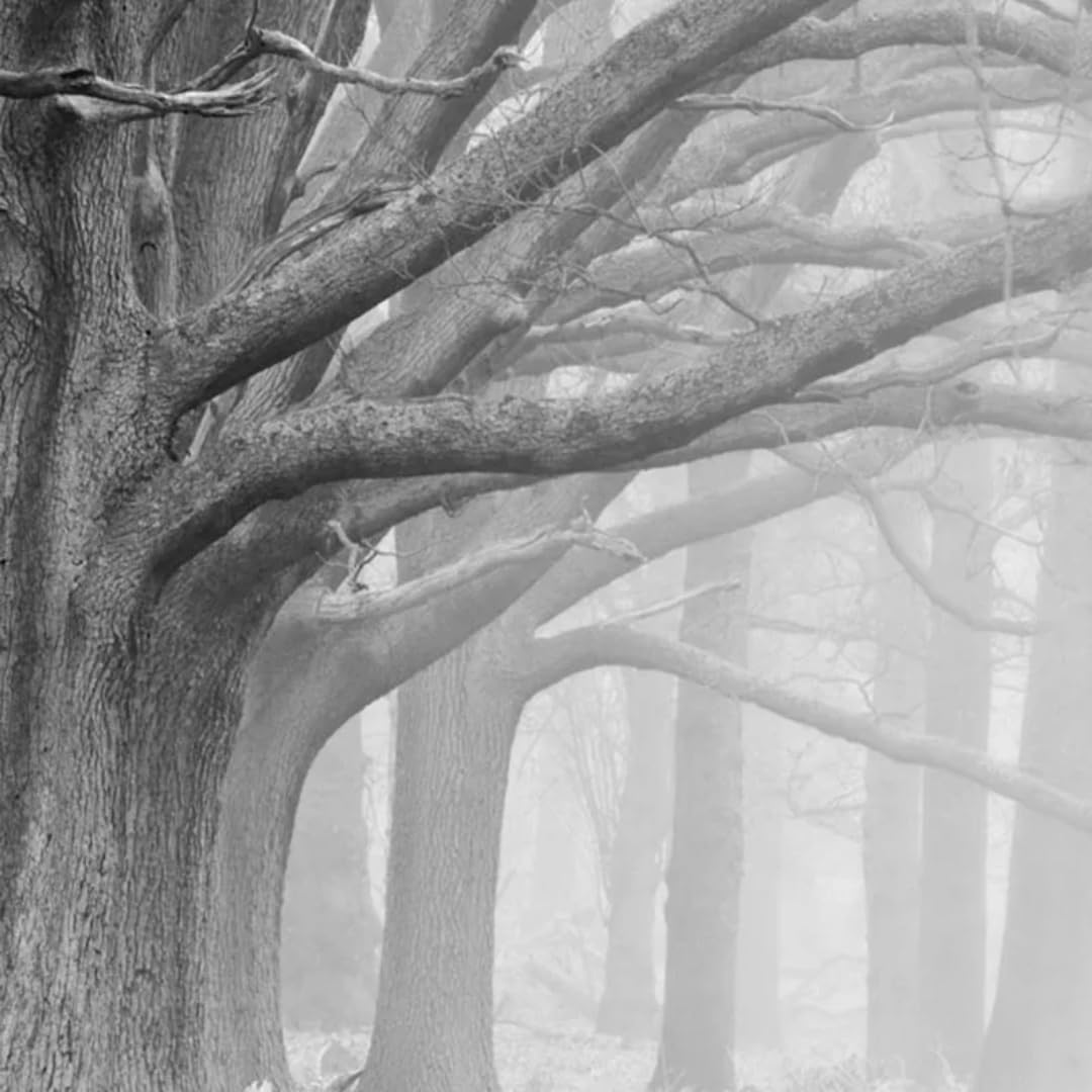 Samoprzylepna tapeta PCV 3D Vintage Forest Czarno-biały obraz ścienny tło ściana salon sypialnia sztuka dekoracyjna