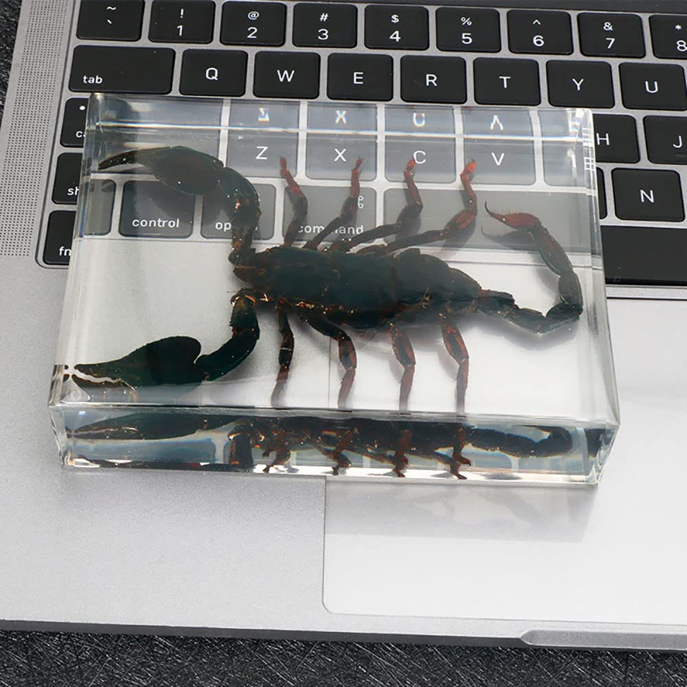 Insetto Reale Asia Black Scorpion Esemplare in Resina, Collezione di Tassidermy Animale per L'educazione della Scienza