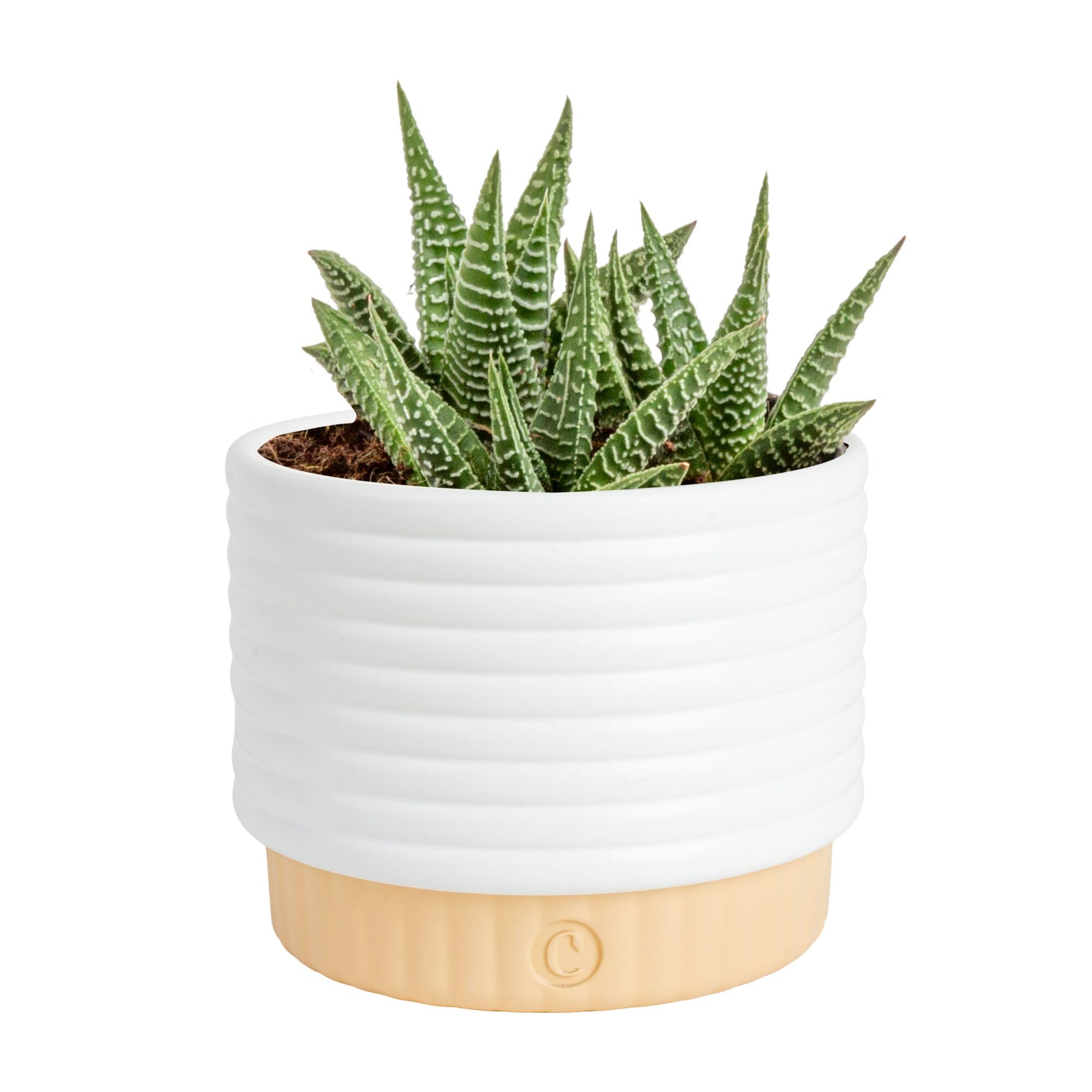 Costa Farms Cactus Live Indoor Plant