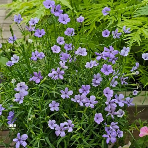 Semillas de aciano - semillas pradera de silvestres perennes techo verde jardín interior resistentes para balcones 75pcs