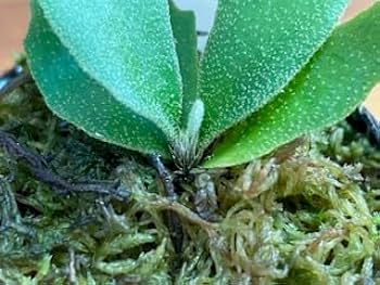 Amazon|frog_yamato【現品株】 P.willinckii nano spore スポア Amazon|frog_yamato【現品株】 P.willinckii nano spore スポア