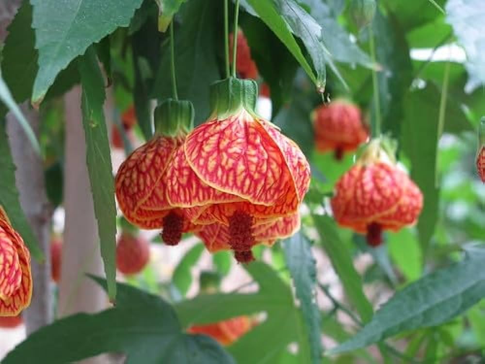 Chinese Lantern Hibiscus - easy and care Live Flowering Plant Height 1-1.5 FT Pack of 1 (B0CYH33JVJ) Amazon Price History, Amazon Price Tracker
