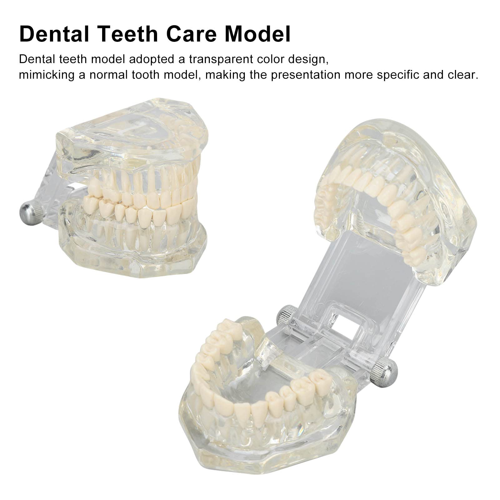 Tipodonto Oral Dental Modelo Educativo De Dientes De Estructura Clara Estándar Para Dentistas Profesores Estudiantes