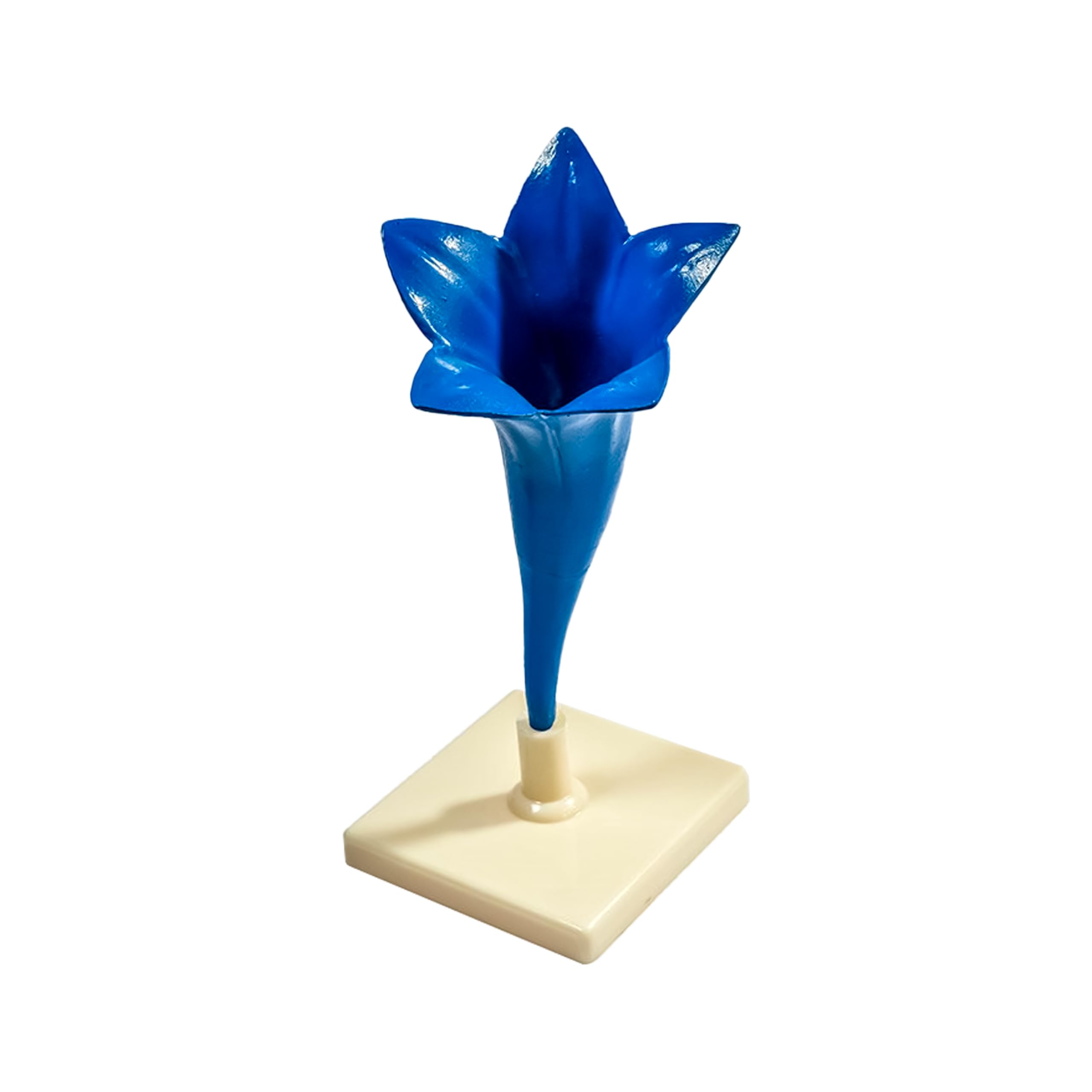King Mariot Medical Equipments Corn Flower Model | Detailed Plastic Model | Includes Pistil, Stamens, Alveolar, and Calyx Leaves | Ideal for Biology Education and Study