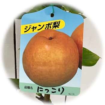 梨　にっこり　苗木　実付き 果樹苗 【 梨 にっこり梨 1年生苗木 】 | 農業屋.com