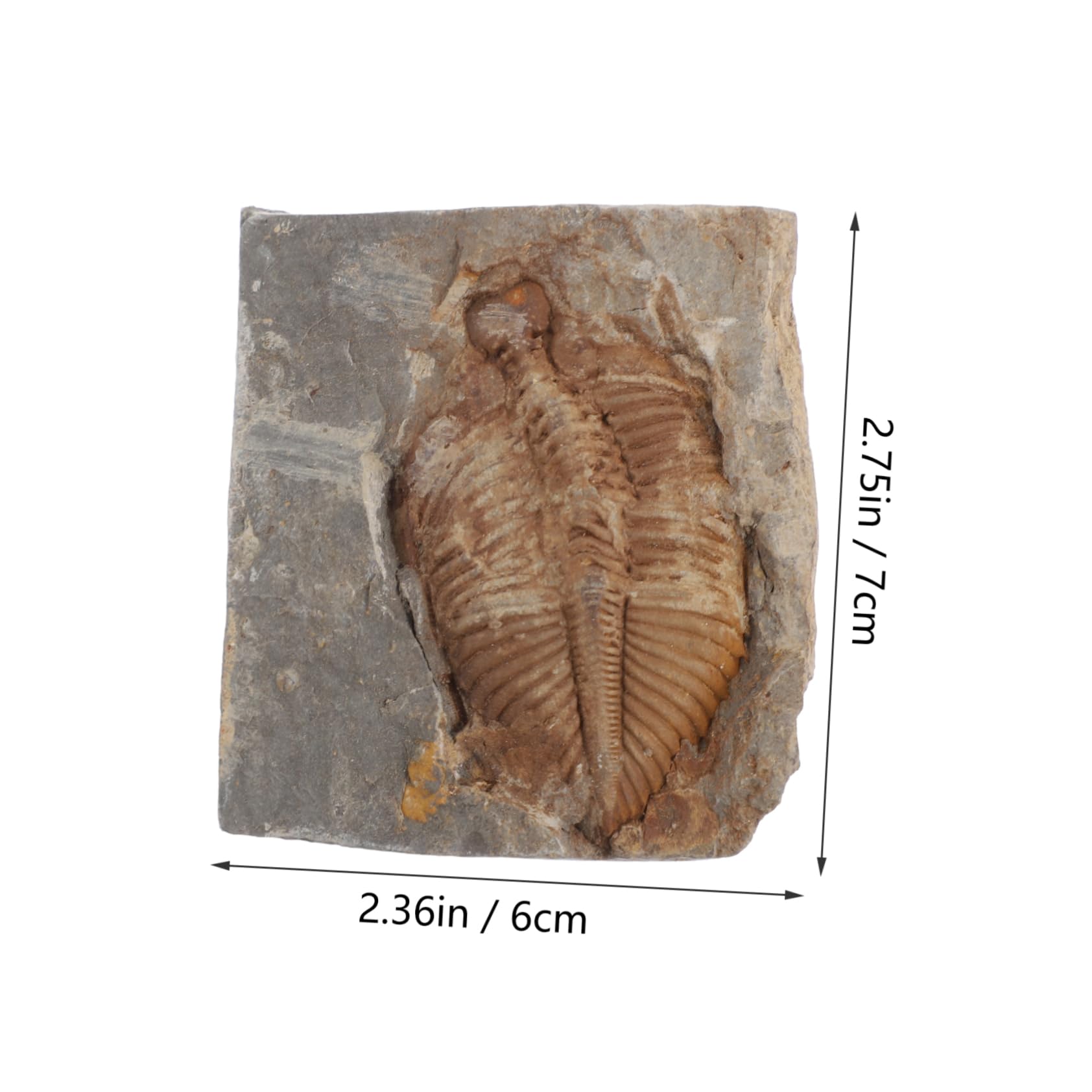 OSOLADY for Boys and Girls Trilobite Specimens Real Trilobite Stone for Classroom Desktop Adornment