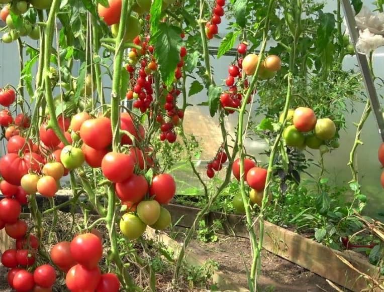 Miniatura 3 de Semillas Cherry Tomate Sugar Lump Gardener's Delight Vegetal reliquia para plantar sin OMG