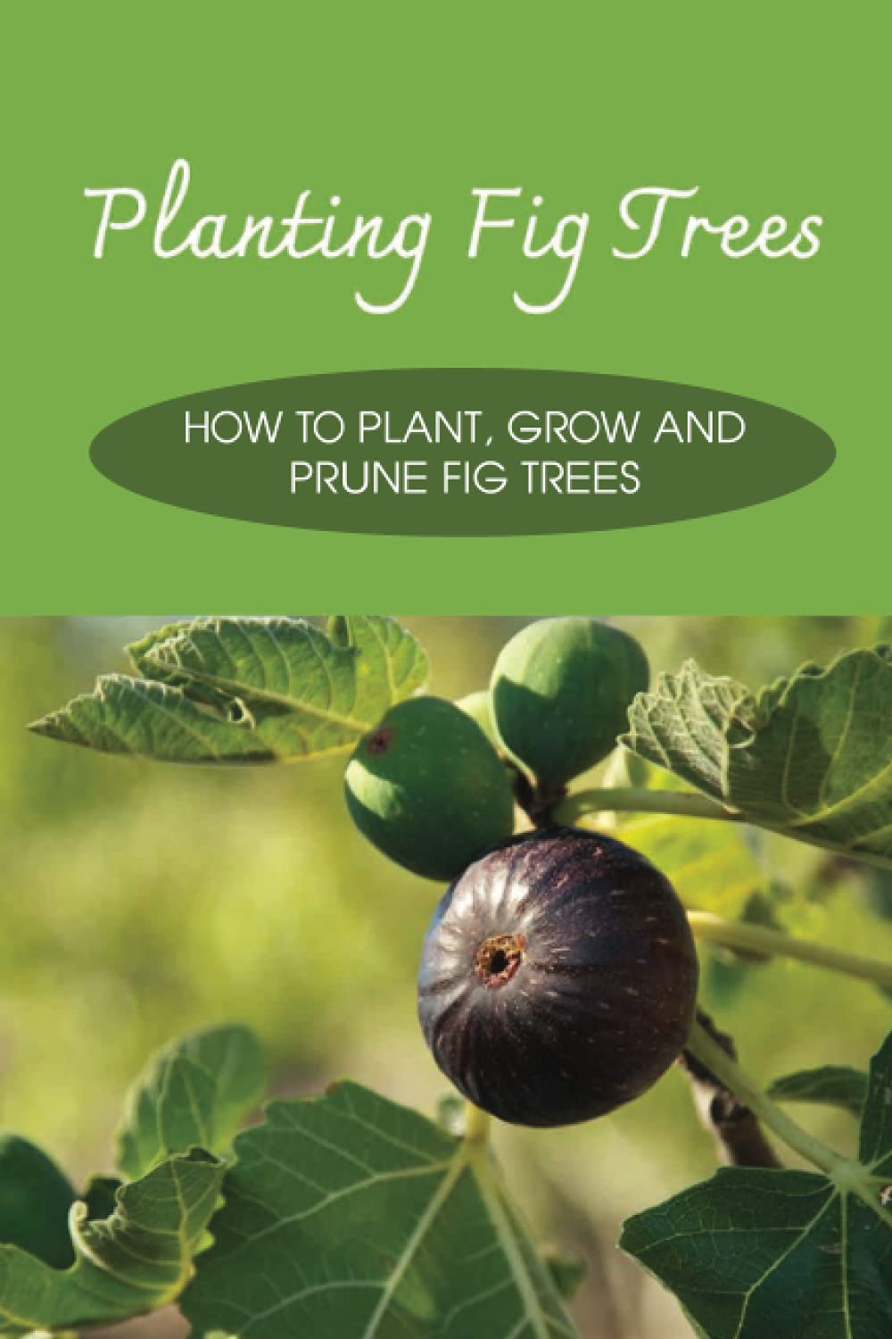 Buy ing Fig Trees How To , Grow And Prune Fig Trees How To Grow A Fig