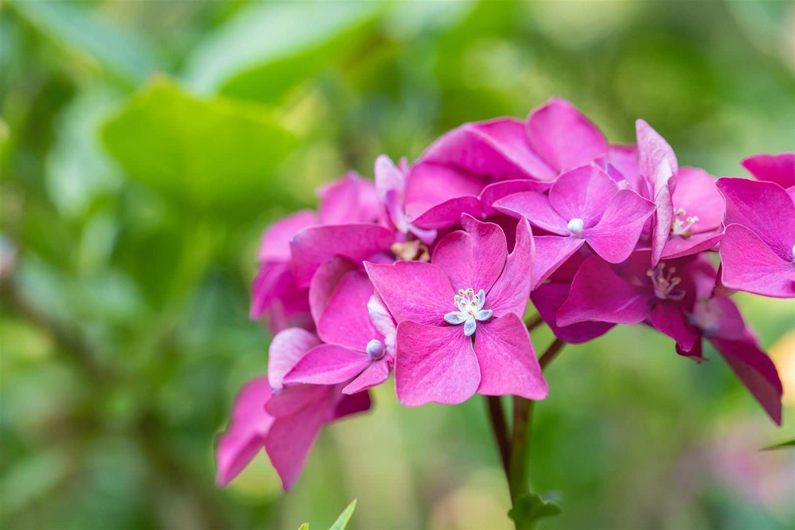 Bauernhortensie 'Leuchtfeuer' 40-60 cm Topf Hydrangea macrophylla