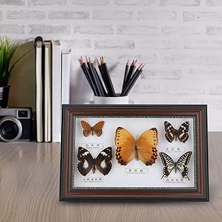 Framed Butterfly Oddities, Exquisite Butterflies Insect Specimen Real Specimen Gift Home Decor Ornament y Taxidermy Craft Birthday (Black)