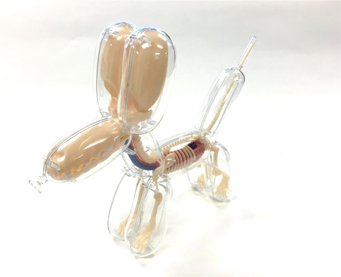 Balloon Dog Anatomy