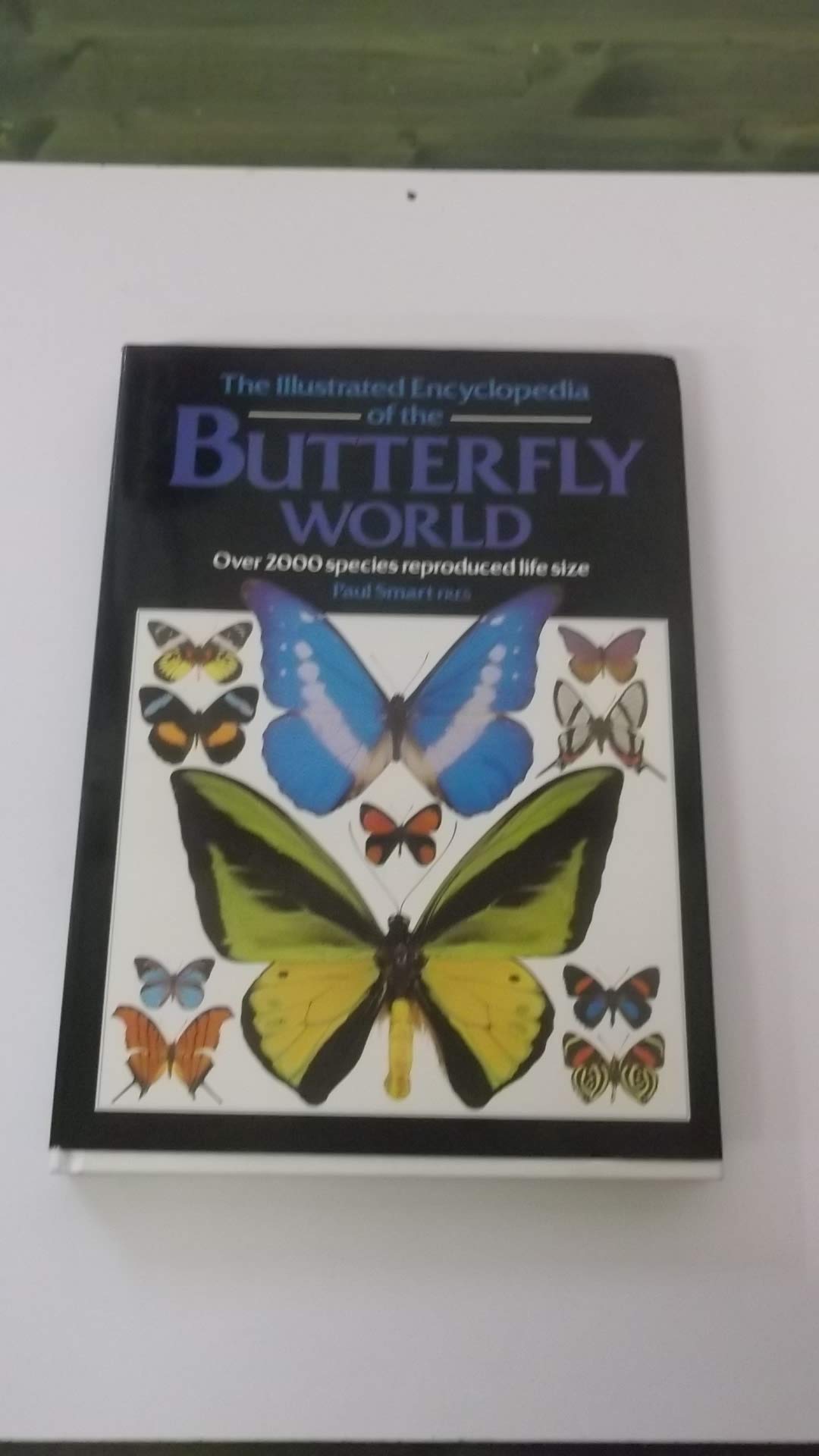 Buy Buttrfly World — BookShops.in
