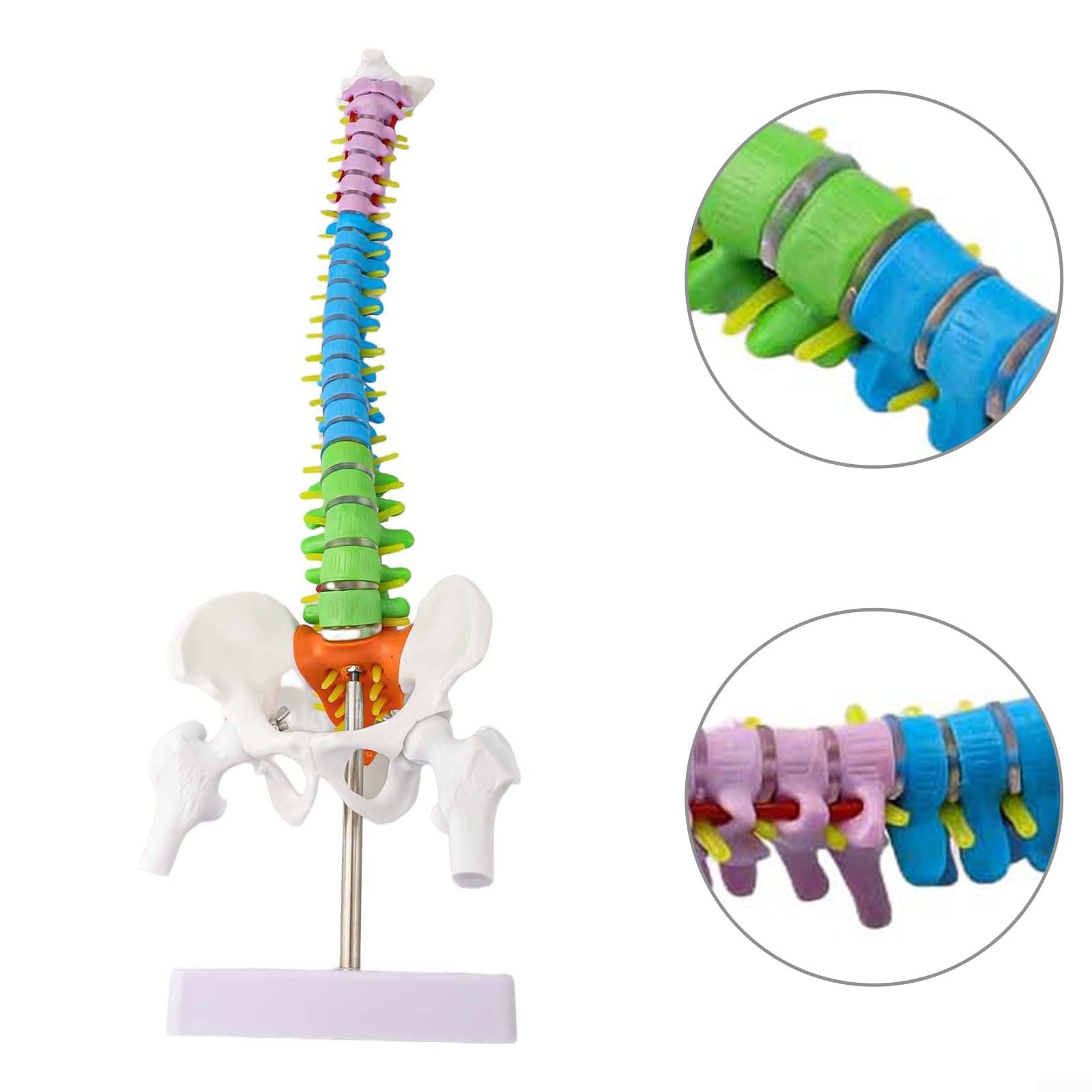 45 cm Human Model With Colour-Coded Anatomy 45 cm Human Model With