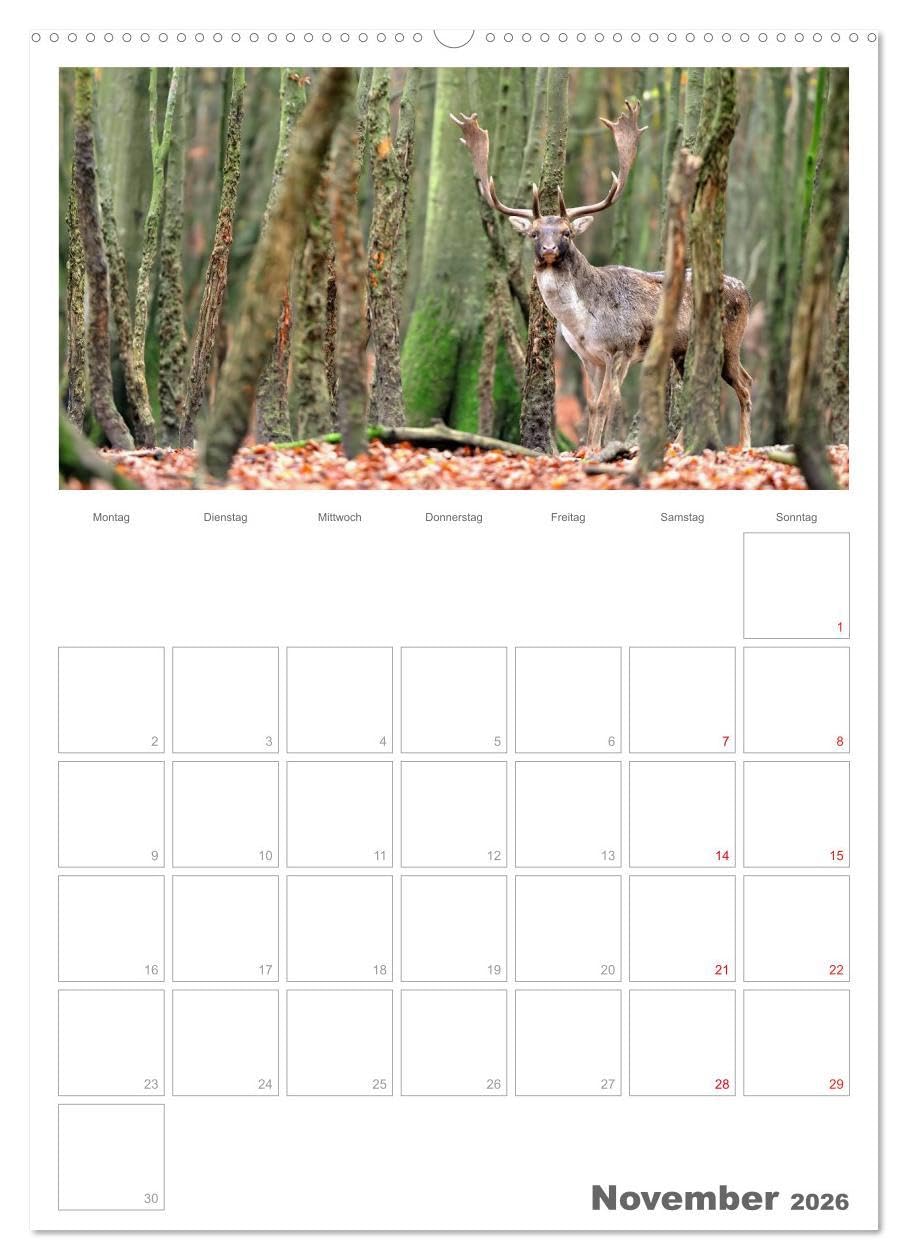 Rehe & Co/Planer (hochwertiger Premium Wandkalender 2026 DIN A2 hoch), Kunstdruck in Hochglanz: Wildlife Rügen/Deutschland (CALVENDO Tiere)