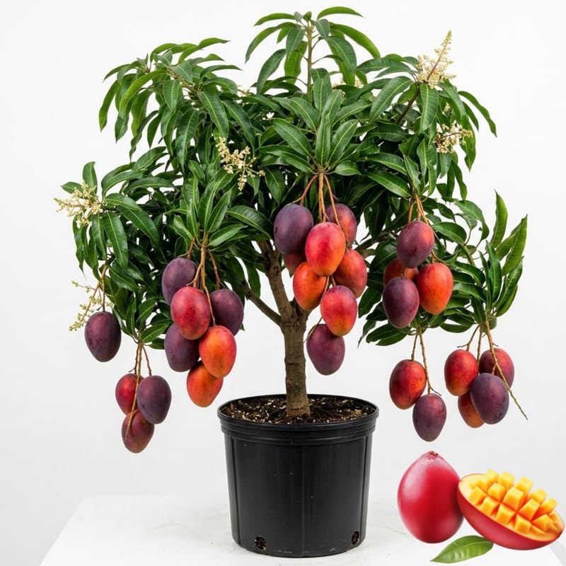 No CA Large Dwarf Mango Trees NAM Doc Mai 2 to 3 Ft Tall in 3 Gallon Pot Grafted Big Mango Tree Live Plant