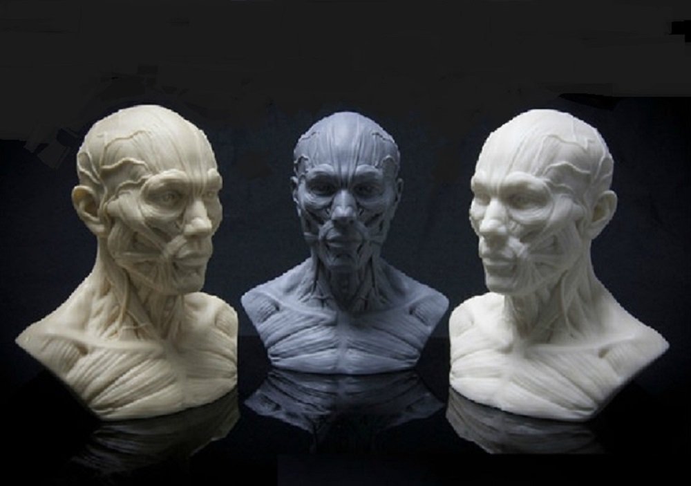 Amazon.co.jp: 人体解剖模型 頭部模型 頭 筋肉モデル 人体模型