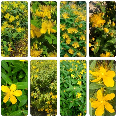 San Juan trepadoras, resistentes al invierno invernaderos de balcón semillas exóticas comprar semillas jardín prados silvestres primavera 850pcs