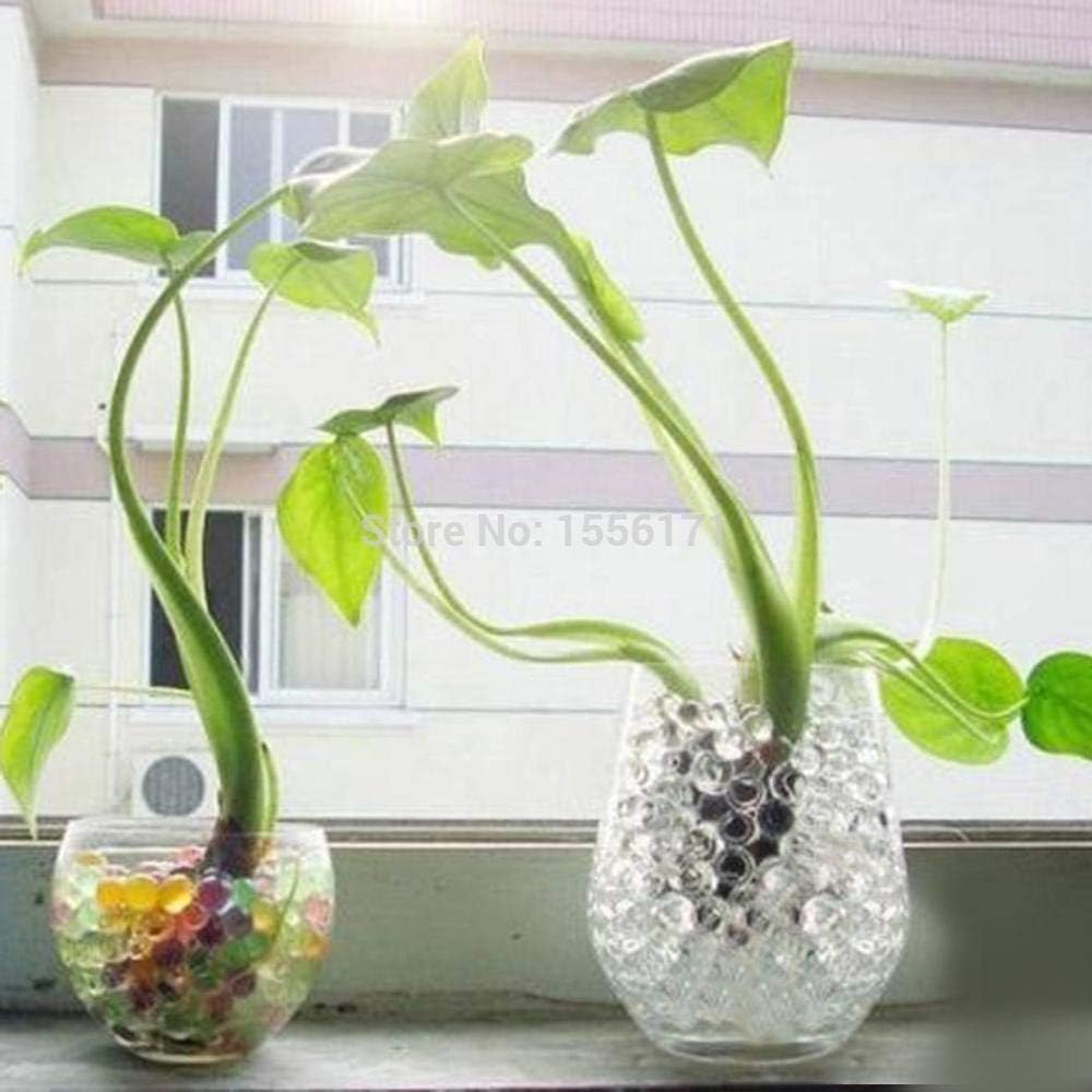 MTRXX Magic Round Shape Crystal Jelly Balls Jelly Ball USE Home&Plant Decoration, White Color Jelly Balls 50GM