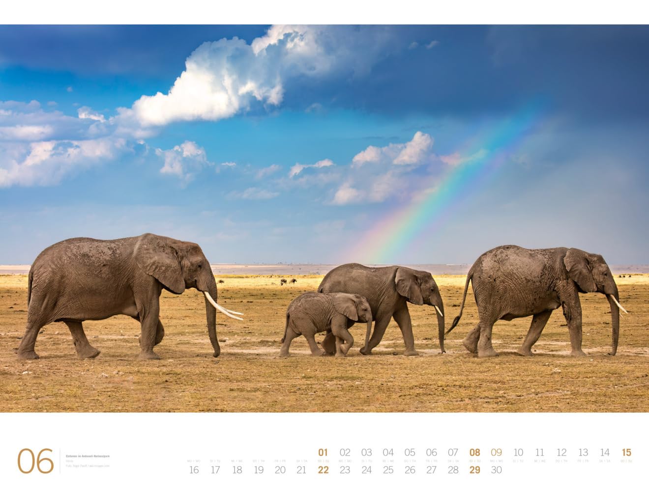 Afrika - Ackermann Gallery Kalender 2025, Wandkalender im Querformat (66x50 cm) - Großformat-Kalender / Hochwertiger Panorama-Kalender Tiere und Natur
