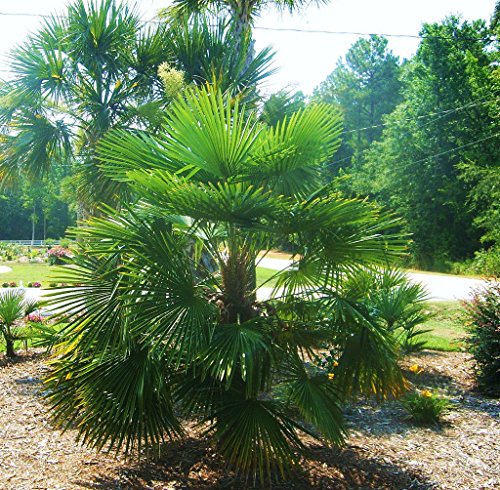 di palma, Palma Comune, HARDY, cinese, 15 semi