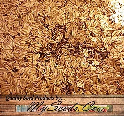 Big Pack - (500) Giant Sequoia, Sequoiadendron giganteum Tree Seeds - aka Bigtree, Sierra Redwood, Wellingtonia, Sierran Redwood - Non-GMO Seeds by MySeeds.Co (Big Pack - Giant Sequoia)