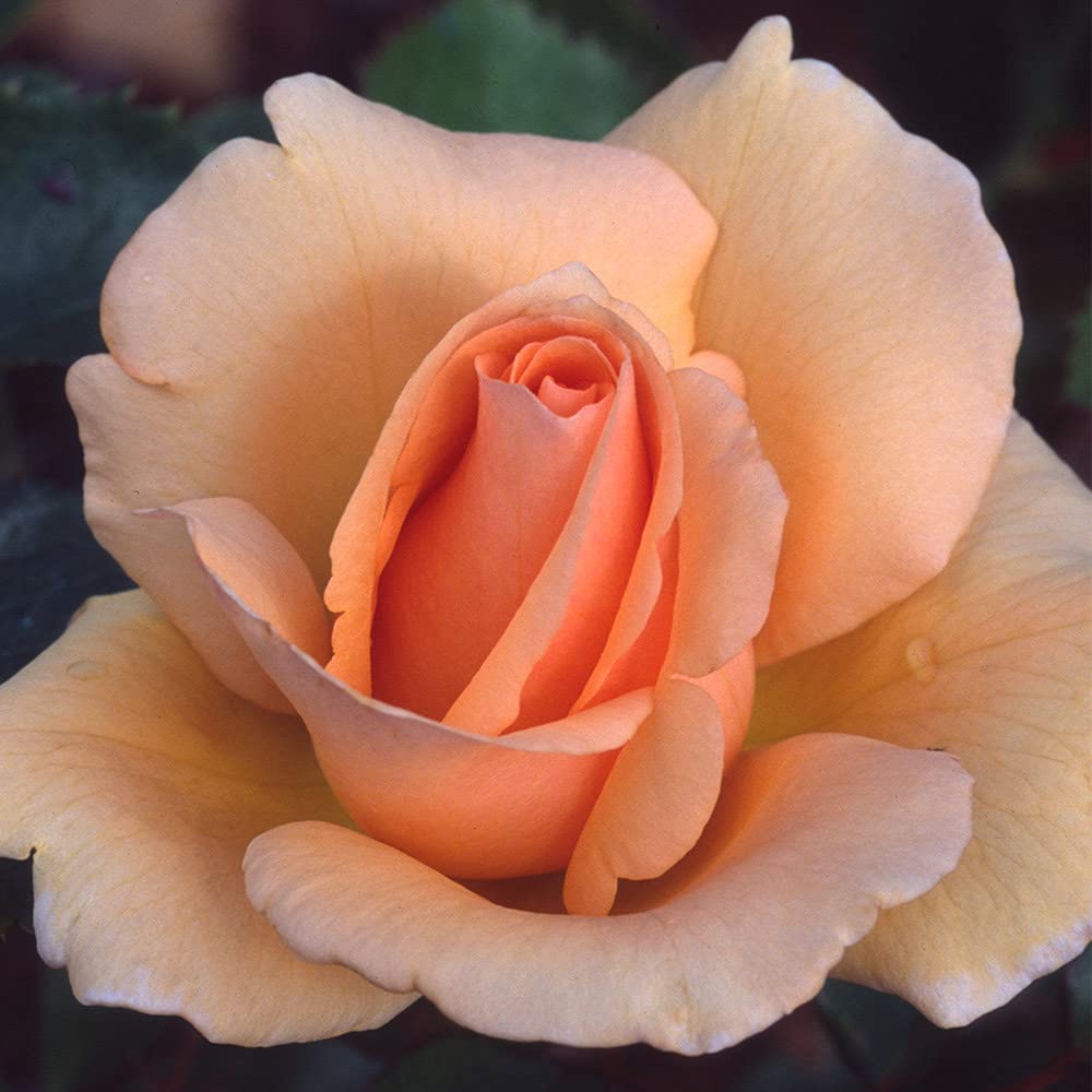 Amazon.com : Heirloom Roses Rose Plant - Winter Sunset Orange Rose Amazon.com : Heirloom Roses Rose Plant - Winter Sunset Orange Rose