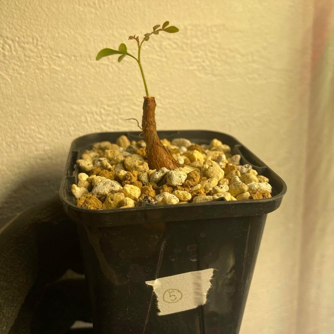 オペルクリカリア デカリー 根挿し株 発根済み 塊根植物 特大 オペル