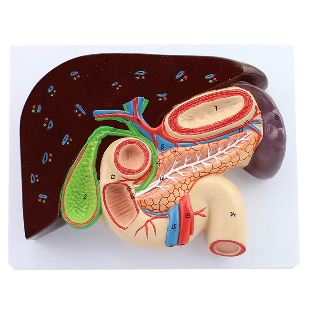 Human Body Organ Model Liver Gallbladder Pancreatic Duodenum Gastric Section Model Gastroenterology Structure Medical Anatomy Teaching Props
