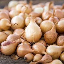 Onion Bulb Sets, Yellow Onion Sets, 100 Count, Onion Bulb Sets to Plant and Grow Onions in Your Home Garden.COOL BEANS n SPROUTS Brand.