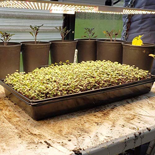 Plateau de semences en plastique pour culture hydroponique, germination des plantes, design sans trous pour une croissance efficace des semis