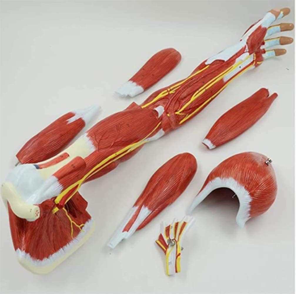 Amazon Upper Limb Muscle Anatomy Model High Detail Human Arm amazon-upper-limb-muscle-anatomy-model-high-detail-human-arm