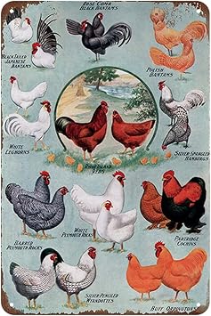 Cute Educational Chicken Knowledge Breeds of Chickens Chart Vintage Metal Tin Sign For Farm Club Cafe Bar Home Kitchen Wall Decoration 12" x 8"