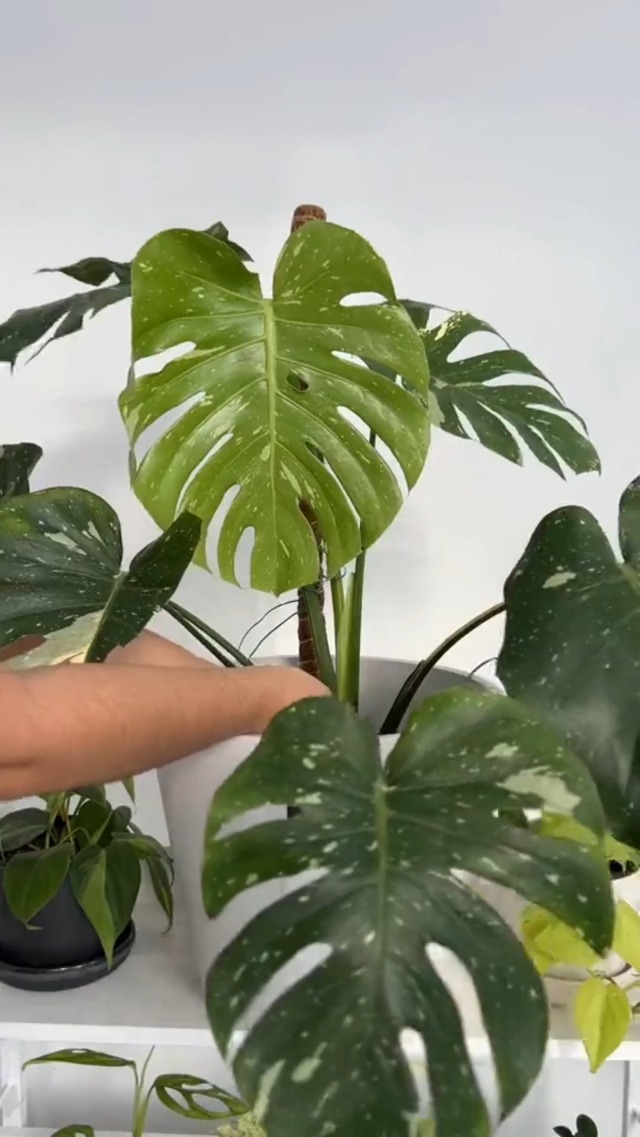 alouweekuky Rankhilfe Monstera 2 Stck 120cm Moosstab Rankhilfen fr  Kletterpflanzen Zimmerpflanzen Biegbar Kokosstab Pflanzstab Rankstab  Pflanzensttze : Amazon.de: Garten