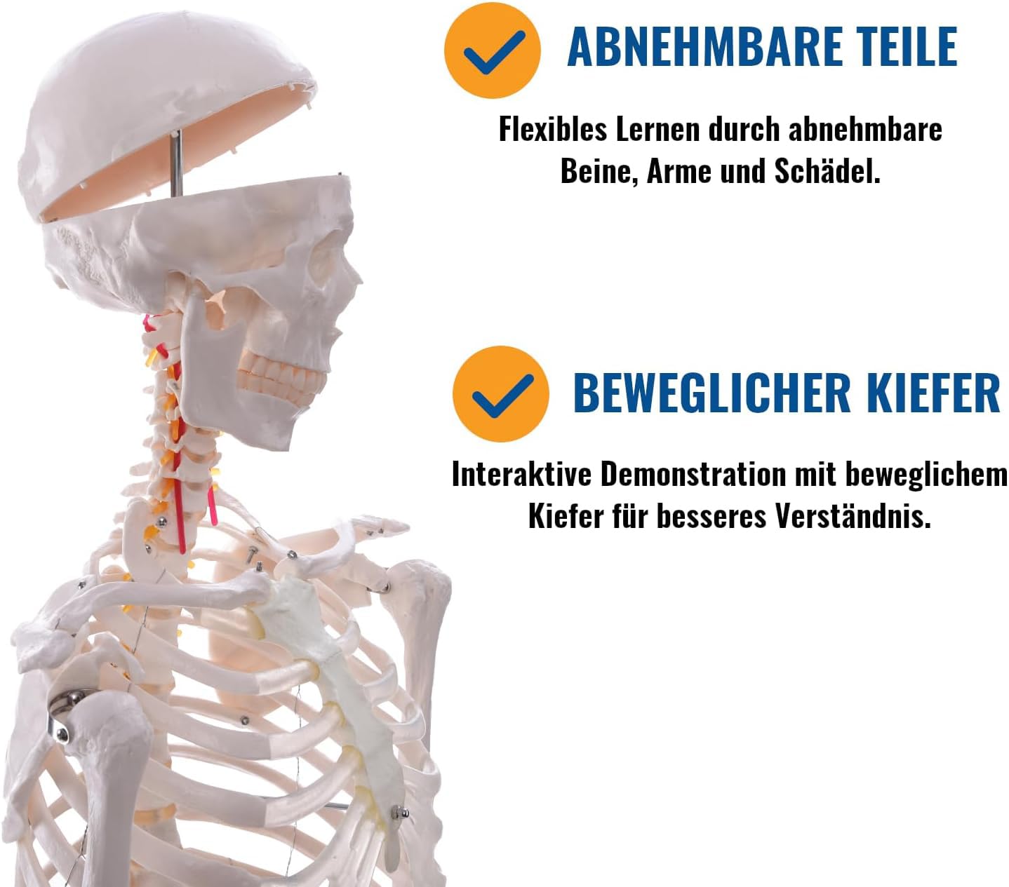 Model szkieletu ludzkiego naturalnej wielkości do badań anatomicznych, układ szkieletowy całego ciała o długości 180 cm