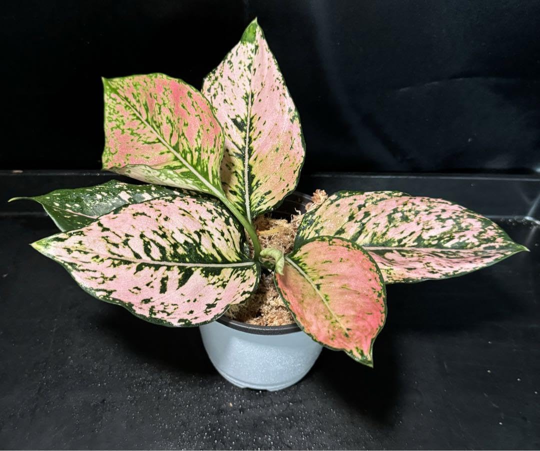 Amazon.co.jp: アグラオネマ ピンクプレシャス Aglaonema パルダリウム 