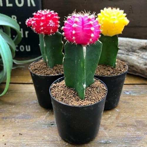 緋牡丹」の人気商品一覧 | 安い商品を通販サイトから探す - 価格.com