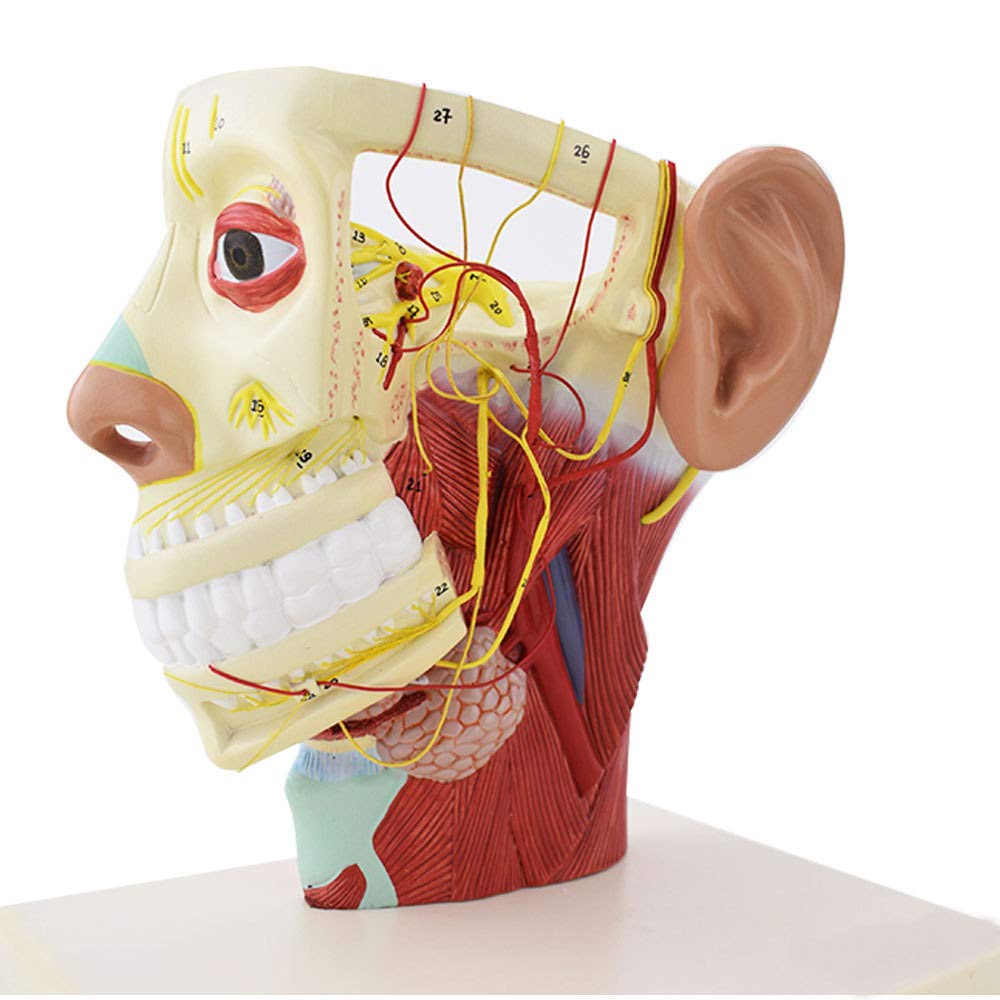 YUANZHOU Modèle De Nerf Principal Modèle De Crâne Modèle D'anatomie du Nerf Cérébral Adaptéà l'enseignement Médical