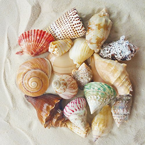Tumbler Home Polished Sea Shells with Bag of White Sand | Mixed Color