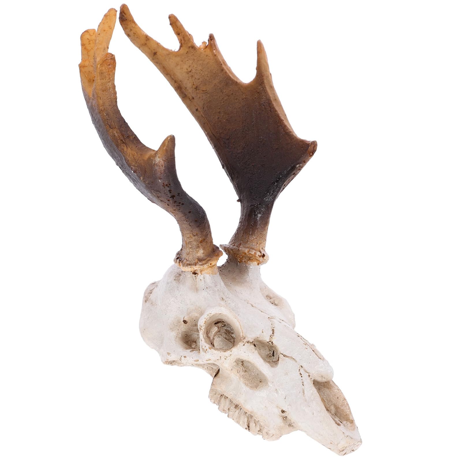BESPORTBLE 3pezzi Decorazione Per Terrario Skulll Per Rettili Nascondiglio Lifelike Per Habitat Rettili e Accessorio Per Tartarughe e Gechi