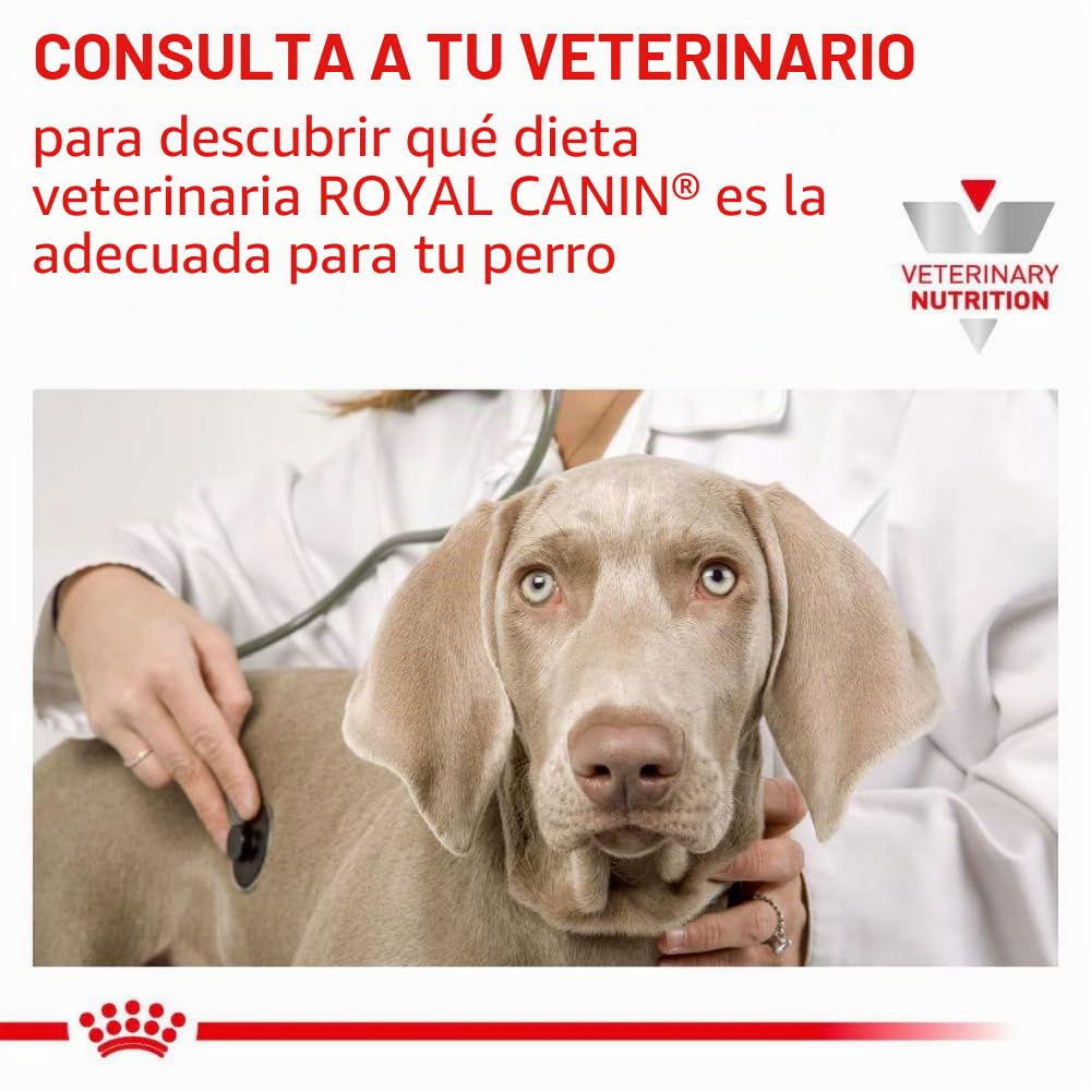 Royal Canin Veterinary Gastrointestinal Low Fat Mousse | 12 x 420 g | Pienso Completo para Perros Adultos | para el Apoyo digestivo y la obesidad.
