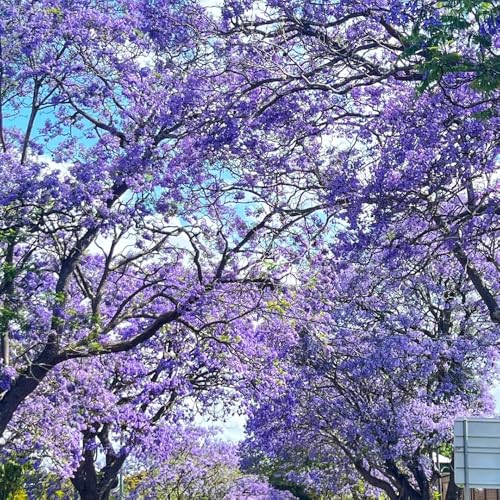 semillas de jacarandá, jacarandá semillas de jardín resistentes, interior comprar 85pcs
