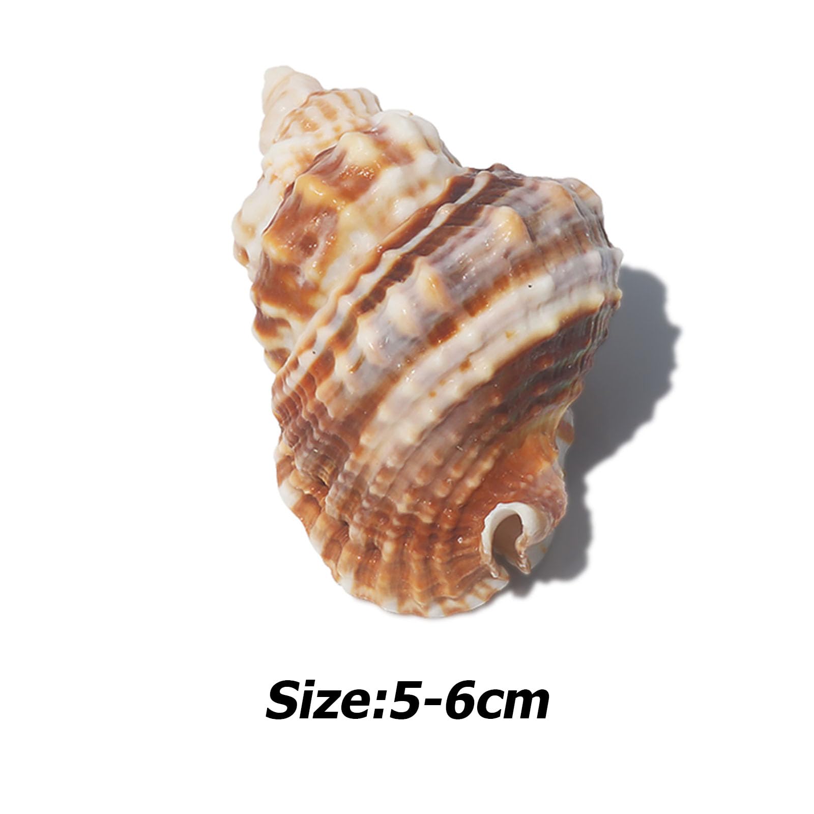 WOFICRET 3PCS Conch Shells Natural Seashells Perfect for Home Decorations,DIY Crafts