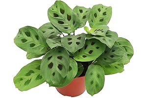 Live Green Maranta Leuconeura ‘Kerchoveana’ Plant - 4’’ Plant